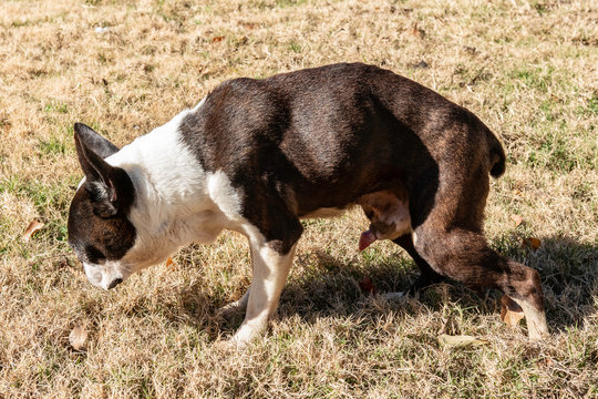 Elderly dog hunched over with difficulty urinating