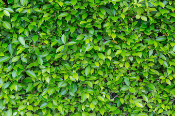 Fototapeta na wymiar Green Leaves nature background