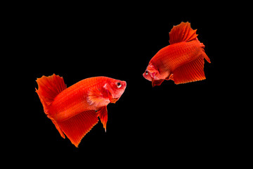 Isolate red fighting fish on black background.