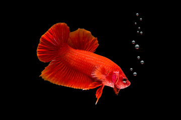 Isolate red fighting fish on black background.