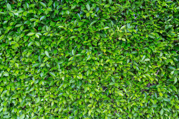 Green Leaves nature background