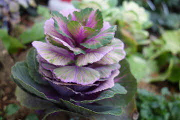 カラフルな冬の葉牡丹