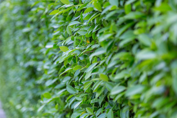 Green Leaves nature background