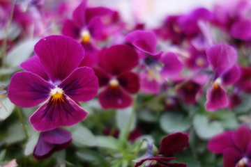 冬に咲いた紫のパンジーの花