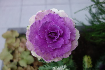 冬の紫の葉牡丹