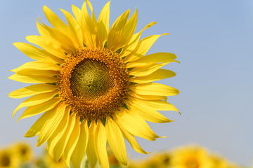 Fototapeta premium Beautiful sunflower on blue sky background,