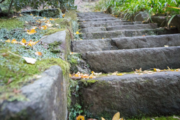 closeup of stone stairs covered in moss in a bamboo forest