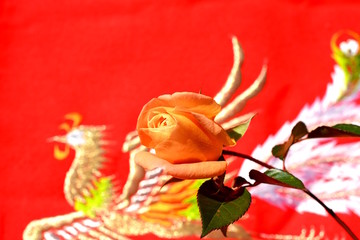 Fototapeta na wymiar 黄色い薔薇、背景は刺繍入り毛氈、和風イメージ素材