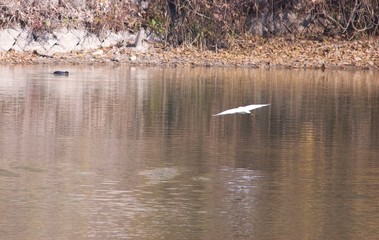 池の上を優雅に飛ぶ白鳥