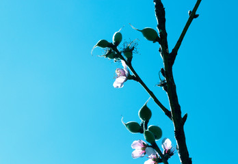 Beautiful floral spring abstract background of nature