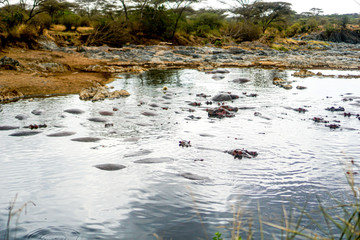 Many hippopotamuses are watering in the marshes.