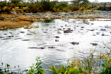 Fototapeta na wymiar Many hippopotamuses are watering in the marshes.
