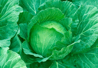 Obraz premium Cabbage