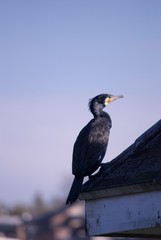 屋根にたたずむ鳥
