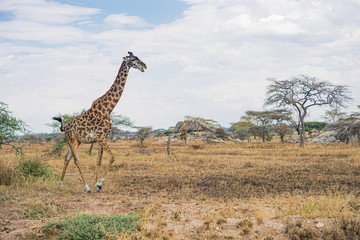 Obraz premium The only giraffe in the savannah is walking on the grass.