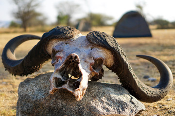 The skull of a buffalo on a tree in the meadow
