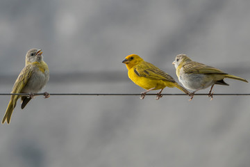 Little birds on a cable