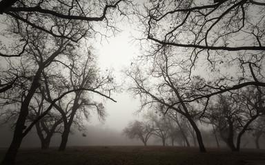 Brownwood Tx  fog in the Riverside Park  winter  season 