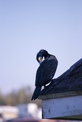 屋根にたたずむ鳥