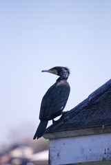 屋根にたたずむ鳥