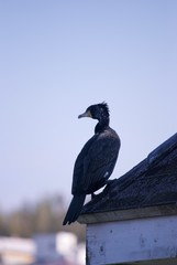屋根にたたずむ鳥