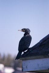 屋根にたたずむ鳥