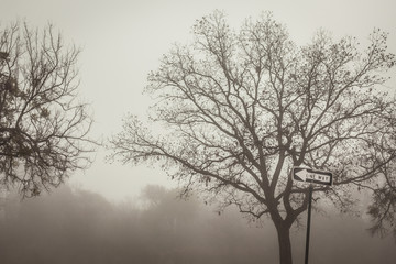 Obraz na płótnie Canvas tree in fog sing one way 