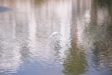 Fototapeta na wymiar 池で優雅に飛ぶ鳥