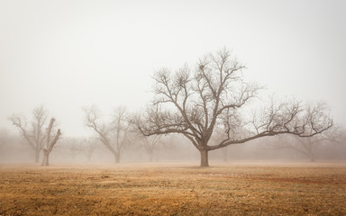 Fototapeta premium Brownwood Tx fog in the Riverside Park winter season 