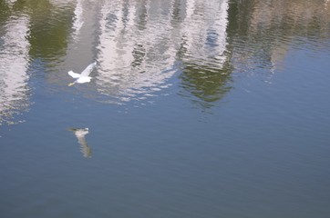 池