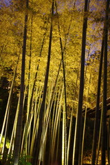 竹林ライトアップ