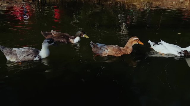 A group of wild swans swimming in a winter lake on a sunset and some ducks on a background. Beautiful natural lake.