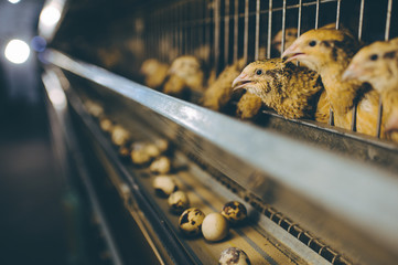 quail bird farm egg cage organic animal poultry - obrazy, fototapety, plakaty