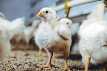 little small broiler poultry white chick bird