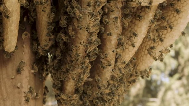 Slow-motion of a Swarm of honey bees flying around their natural beehive with bright green spring background on a sunny day in the countryside
