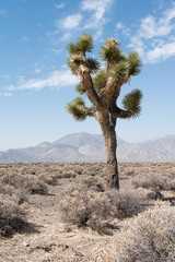Joshua tree in the desert with mountains i a background