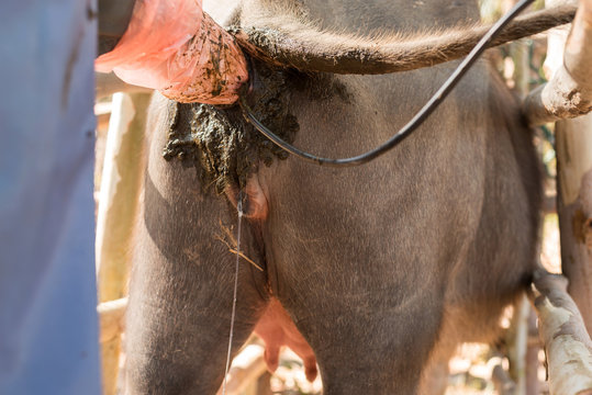 Fertility of buffalo inseminated with frozen semen after estrus synchronization in Swamp Buffalo