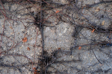 grapes and vines hanging against a wall