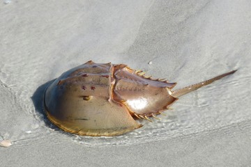 Horseshoe crab in shallow water on Atlantic coast of North Florida  © natalya2015