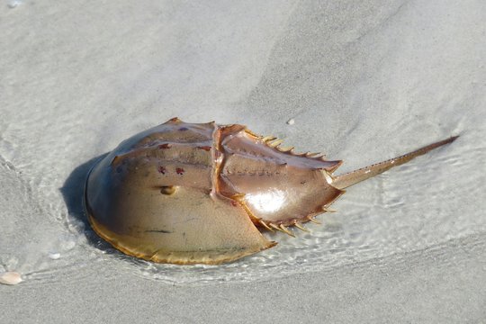 Horseshoe crab in shallow water on Atlantic coast of North Florida 