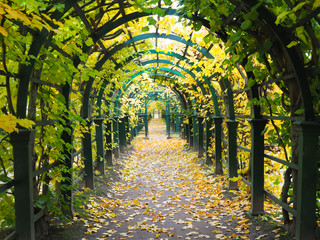 Beautiful winter garden The leaves are changing color