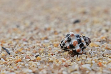 shell on the beach