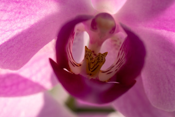 Storczyk orchidea różowa zbliżenie - macro na środek kwiata.