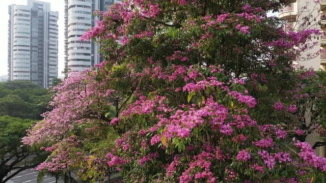 Singapore, Singapore Sep 17/2019 Morning at Block 18 HDB Telok Blangah -4k video of Trumpet trees bursting into full bloom