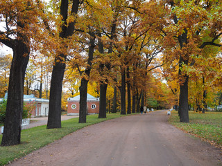 Naklejka premium Beautiful winter garden The leaves are changing color