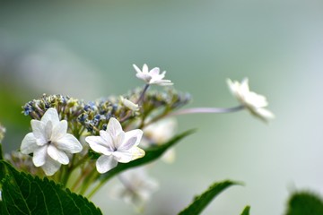 6月アジサイ 白い花