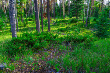 Fototapeta na wymiar Canadian Wooded Forest In Jasper National Park