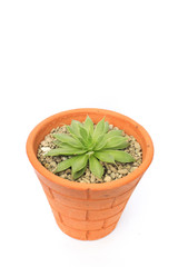 minimalist modern Natural green succulents cactus,in white flowerpot isolated on white background Collection of various cactus and succulent plants in different pots. Potted cactus house plants on whi