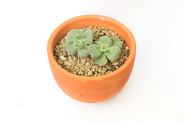 minimalist modern Natural green succulents cactus,in white flowerpot isolated on white background Collection of various cactus and succulent plants in different pots. Potted cactus house plants on whi