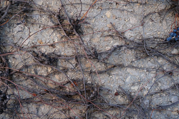 grapes and vines hanging against a wall